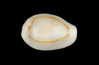 藏品(金環寶螺)的圖片